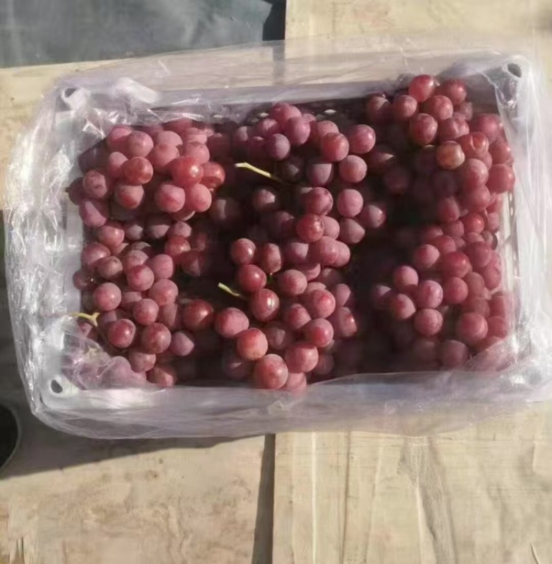 河北红提基地直发品质保证量大从优欢迎来电
