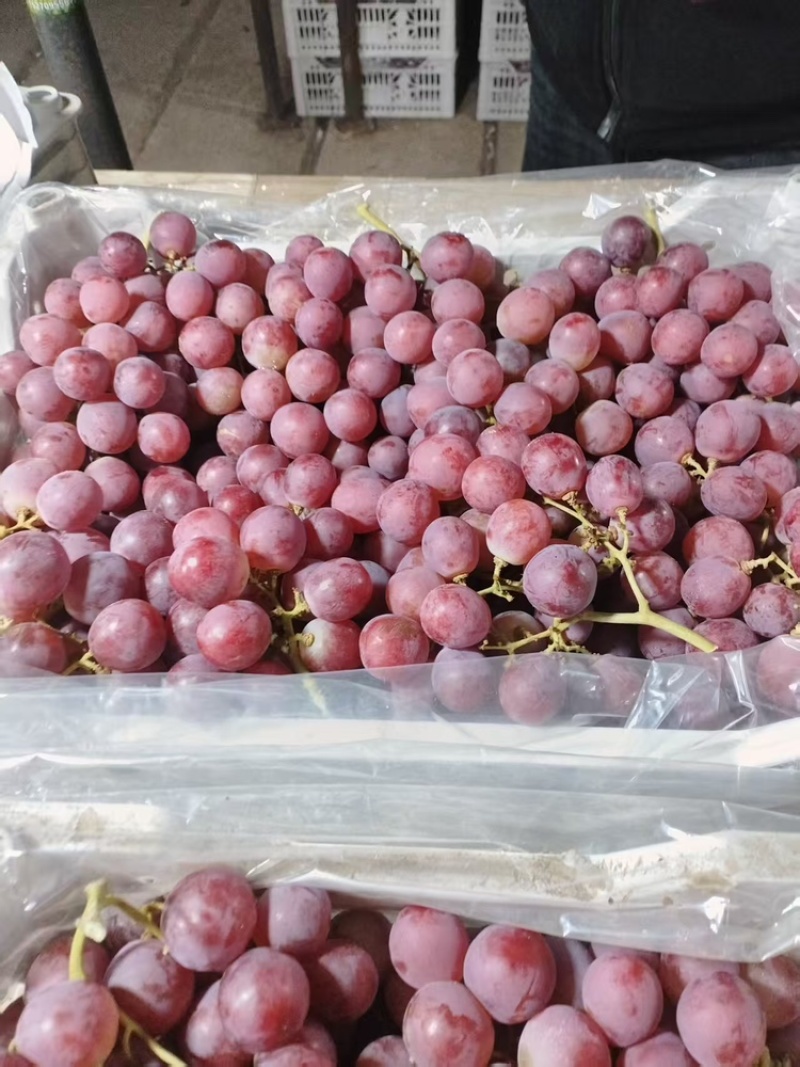 河北红提基地直发品质保证量大从优欢迎来电