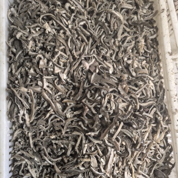 山东菏泽全熟羊毛肚质量干净免费切丝诚信经营