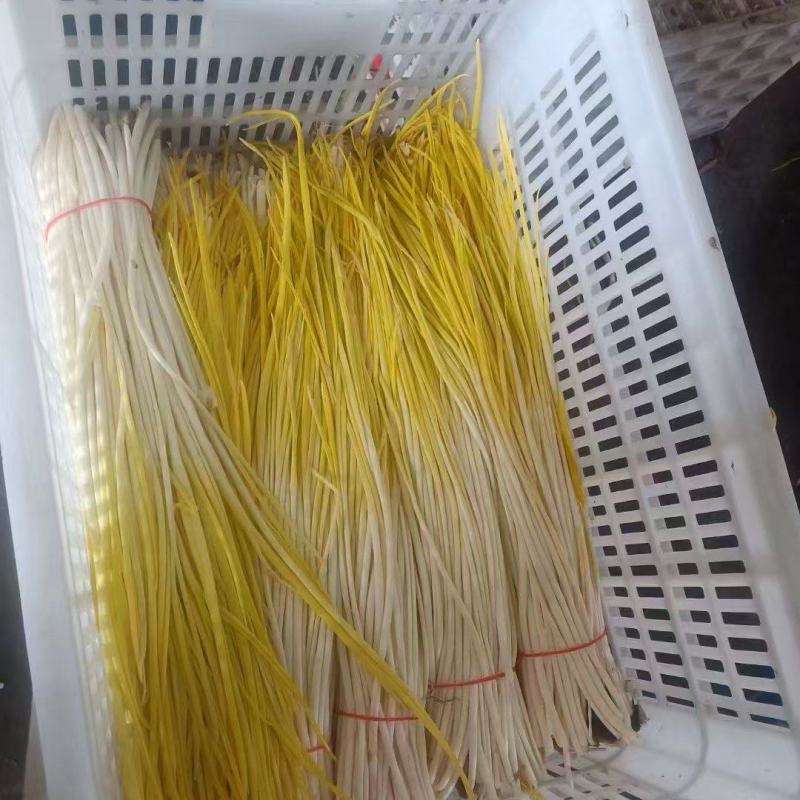山东蒜黄干黄头茬蒜黄现割现装车对接电商市场50公分以上