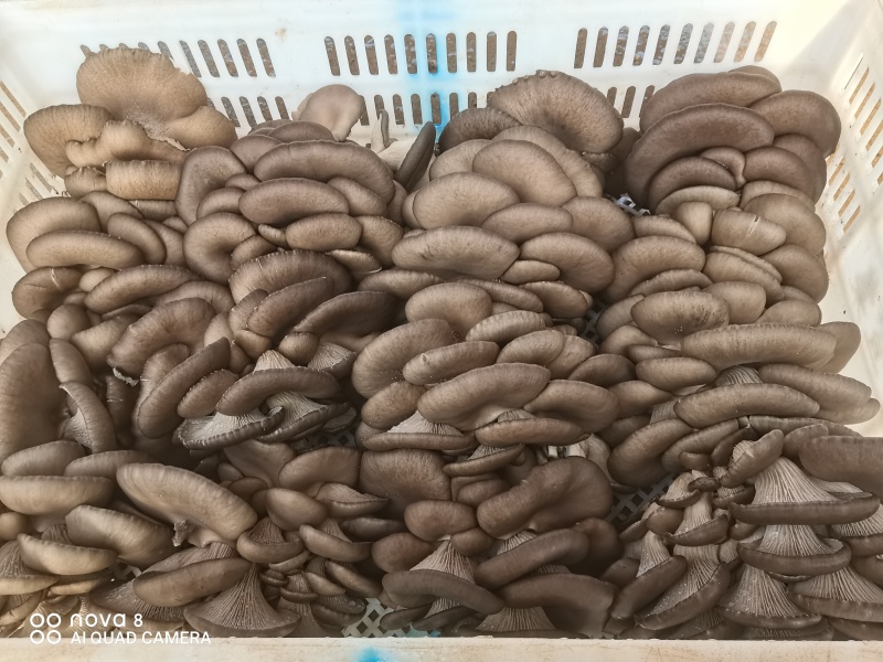 【今日推荐】精品小黑蘑菇对接全国市场产地直发可视频看货