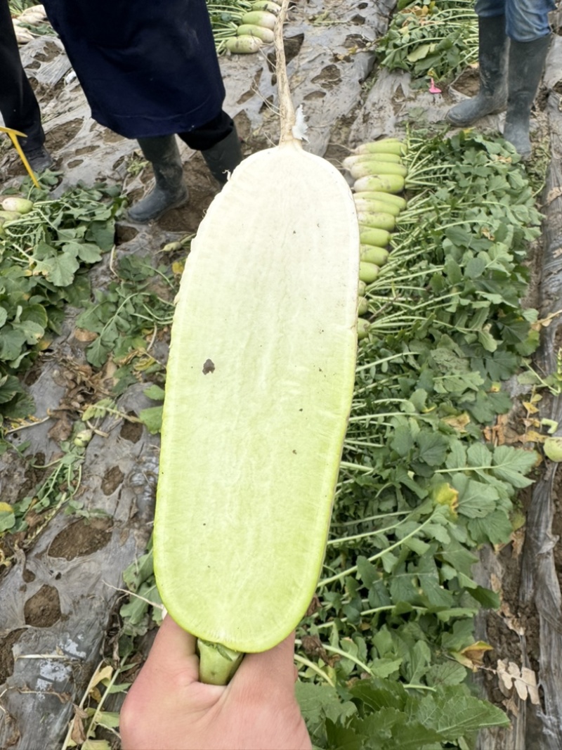 青头萝卜、水果萝卜大量出货，需要的朋友欢迎联系