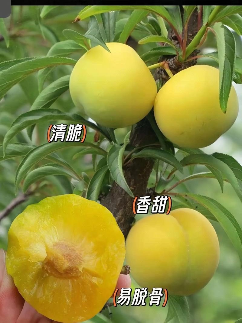 蜂糖李树苗皇后李树苗苗个头大南北种植