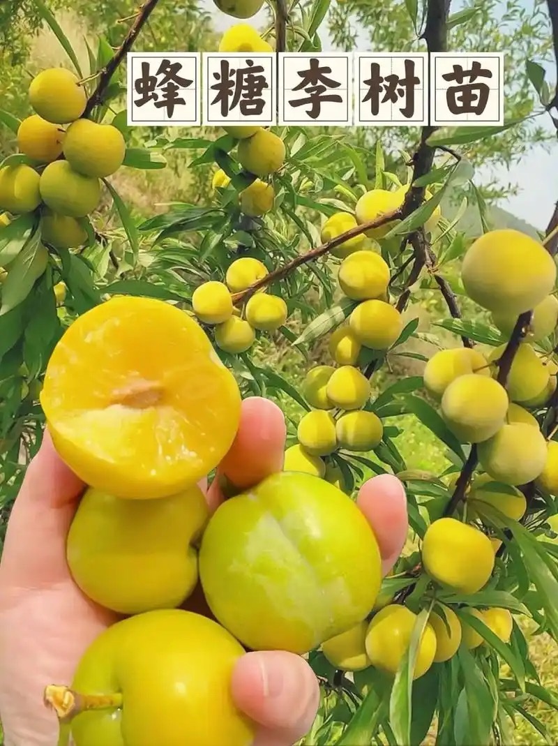 蜂糖李树苗皇后李树苗苗个头大南北种植