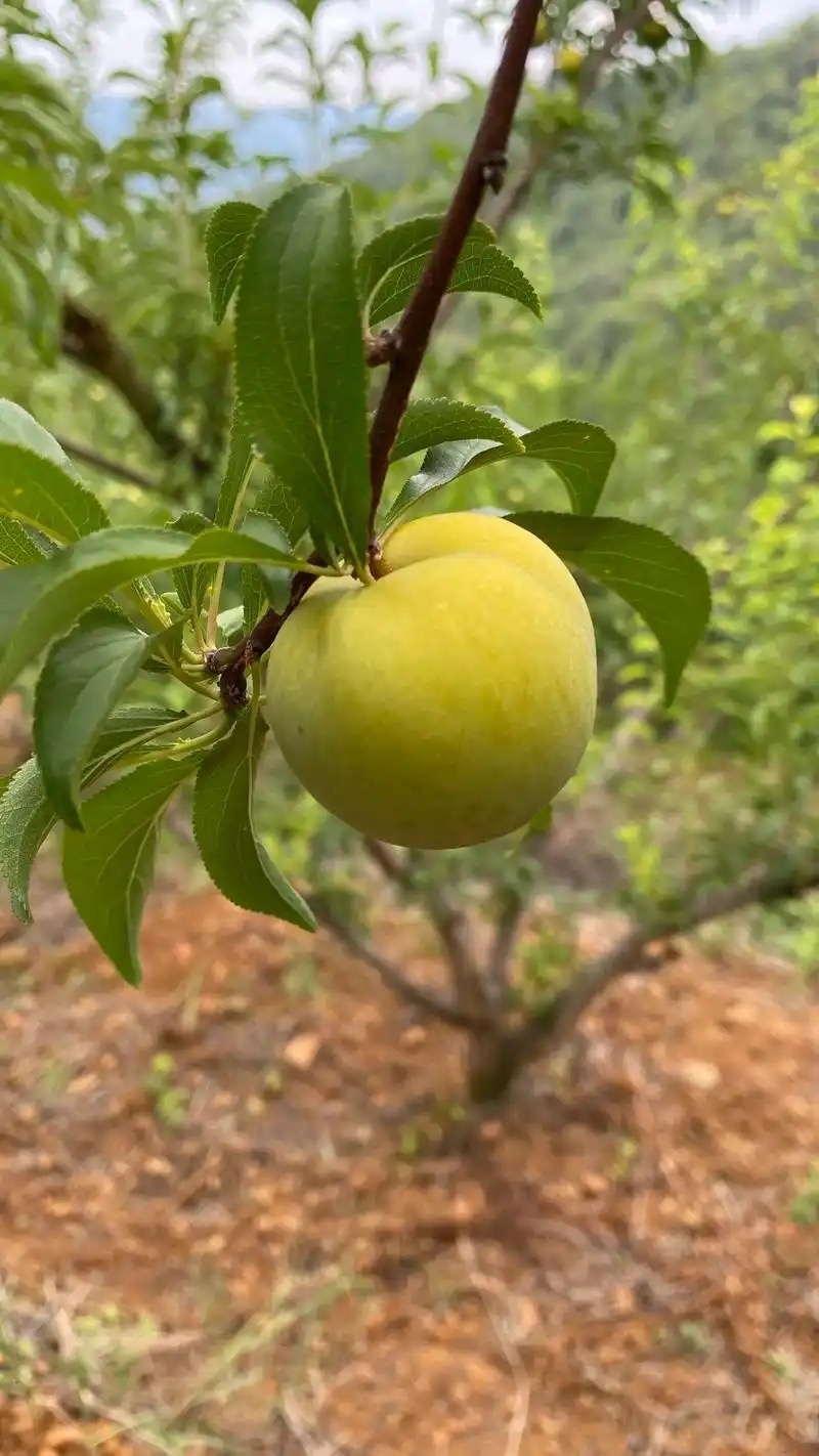 蜂糖李树苗皇后李树苗苗个头大南北种植
