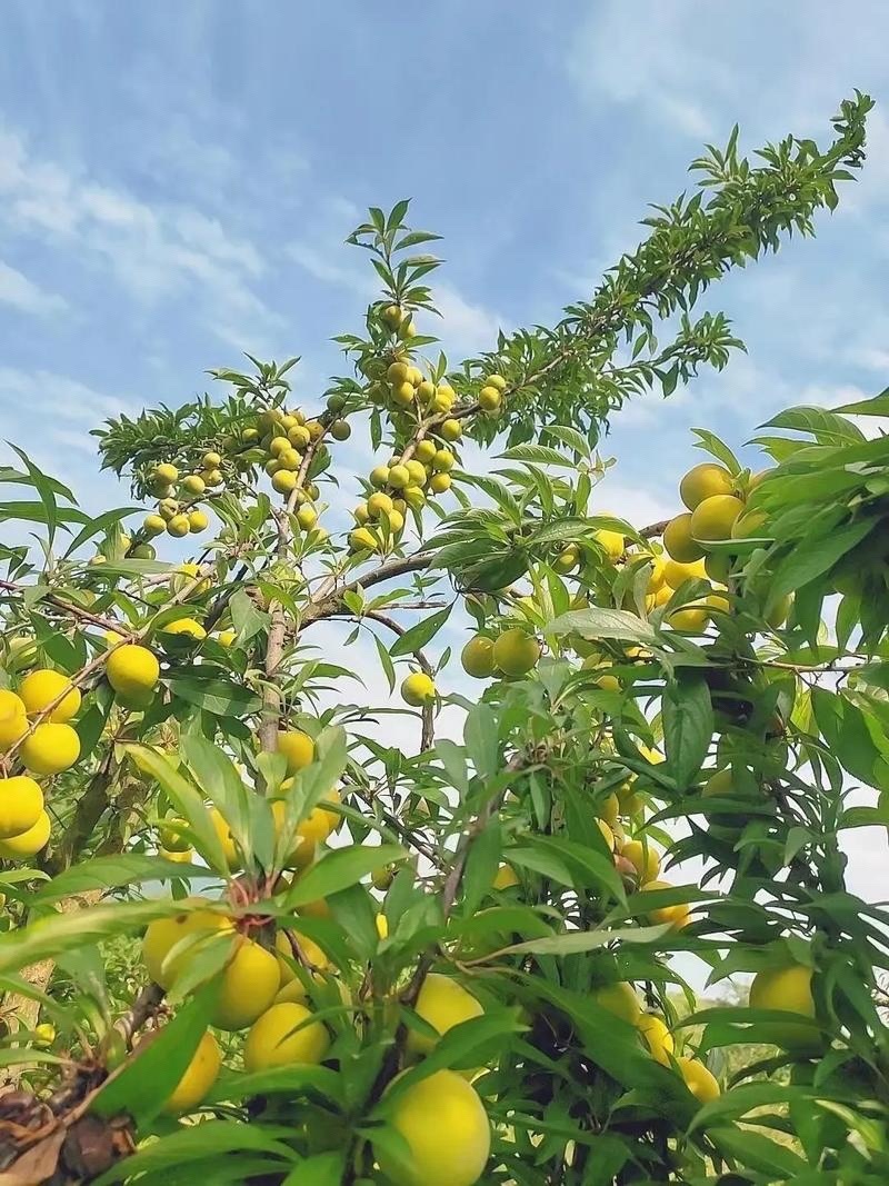 蜂糖李树苗皇后李树苗苗个头大南北种植