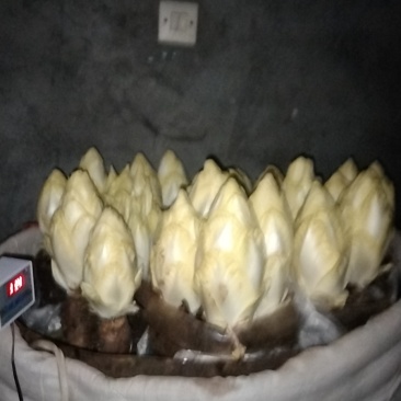 金玉兰菜、口味脆香甜富含多种维生素和矿物自产自销产地直发