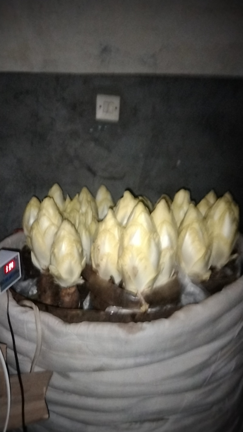 金玉兰菜、口味脆香甜富含多种维生素和矿物自产自销产地直发