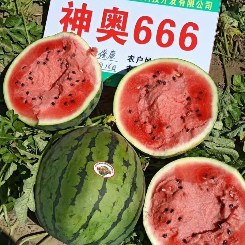 神奥666西瓜种子花皮大红瓤色大果产量高皮薄坚韧耐储运