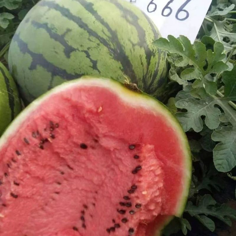 神奥666西瓜种子花皮大红瓤色大果产量高皮薄坚韧耐储运