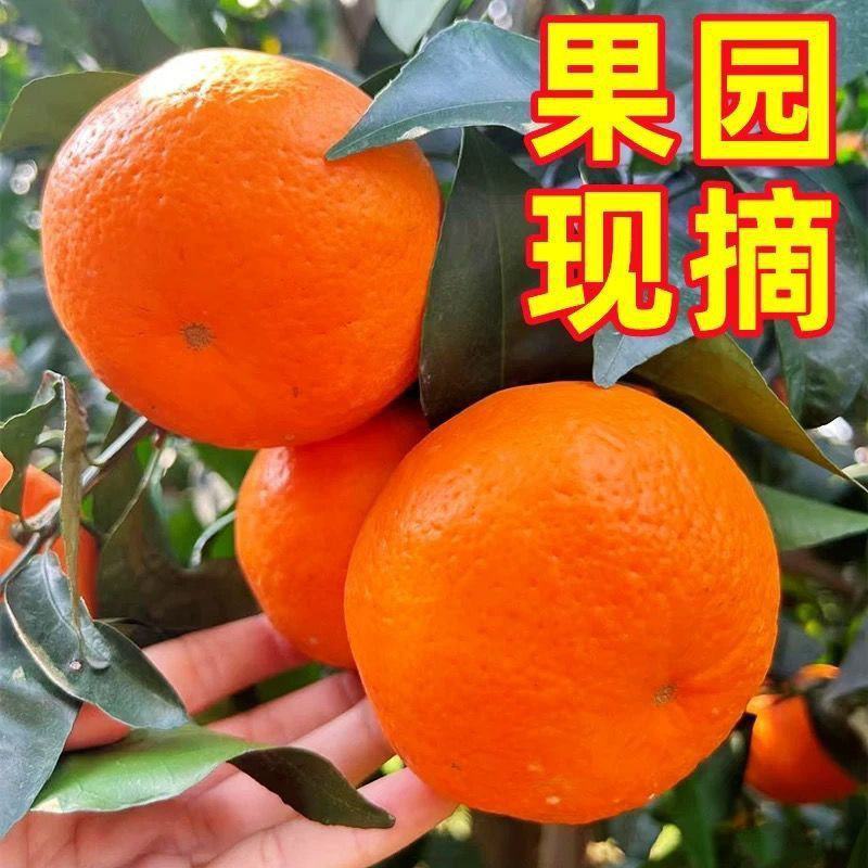 【精品纯甜】沃柑新鲜应季孕妇水果薄皮整箱柑橘直发
