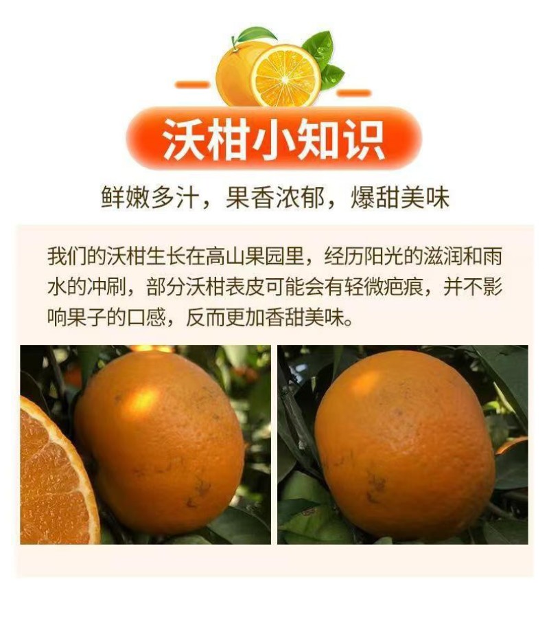 【精品纯甜】沃柑新鲜应季孕妇水果薄皮整箱柑橘直发