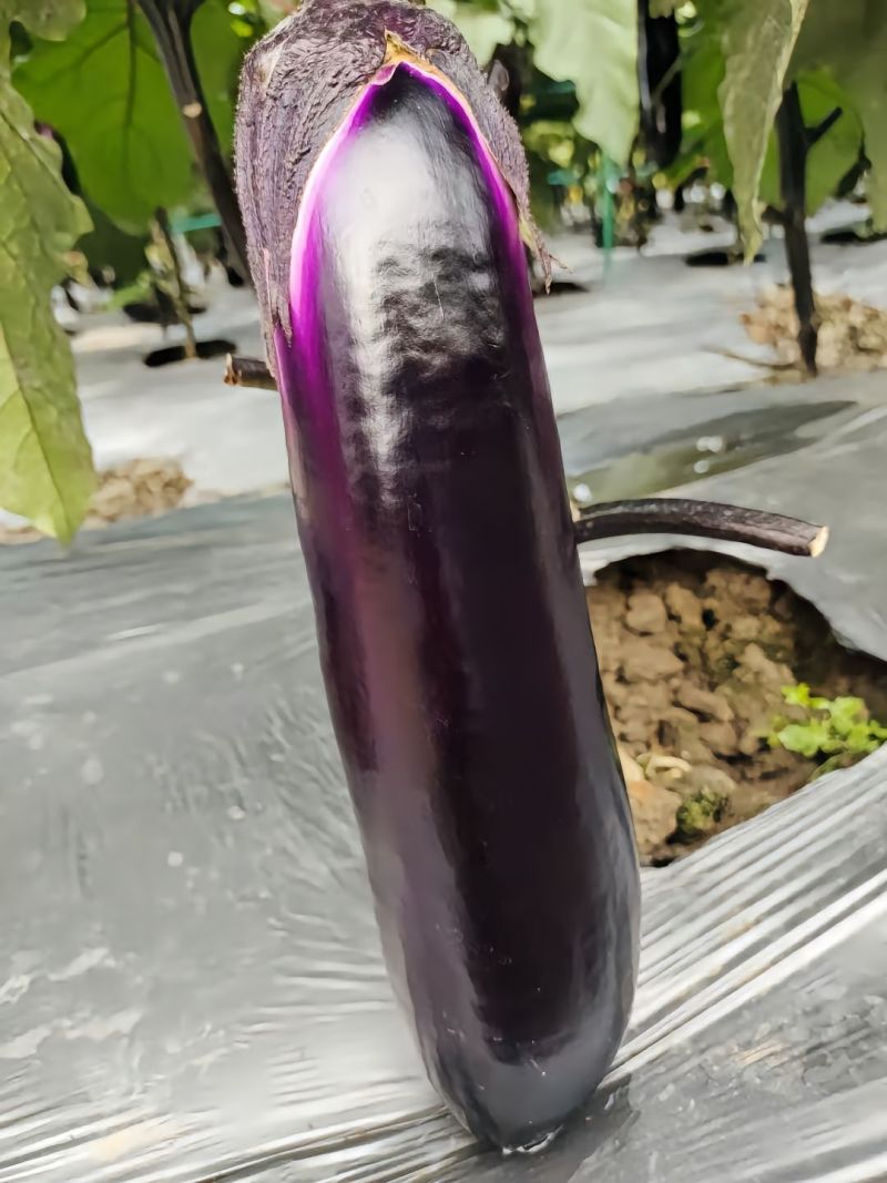 精选紫色长茄子，价格实惠，质量保证，欢迎电商市场商超合作
