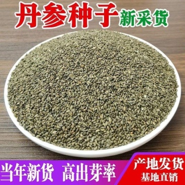 丹参种子