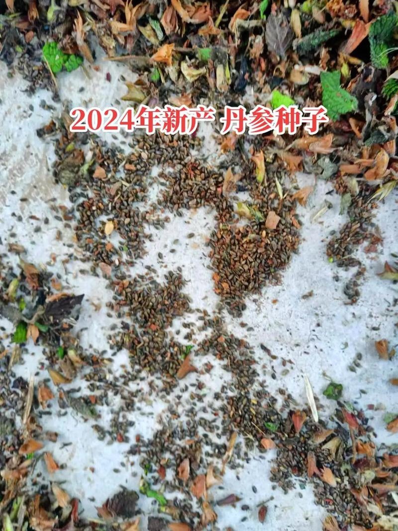 丹参种子