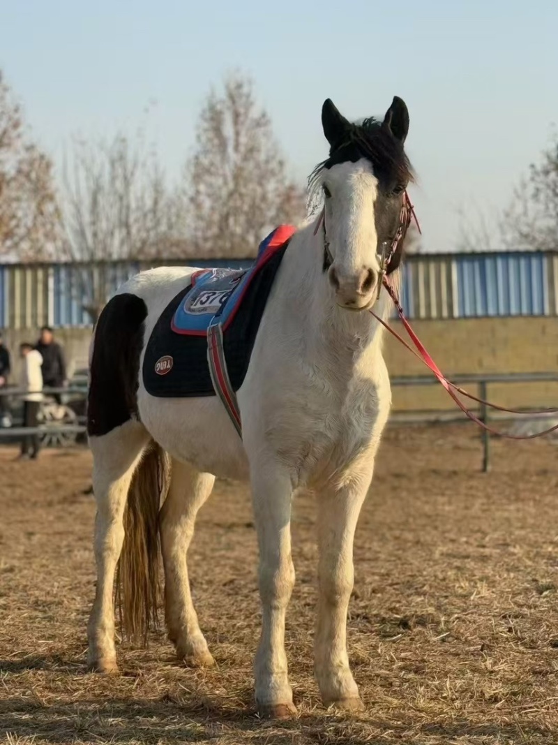 熊猫骟马身高一米五八，喜欢说话