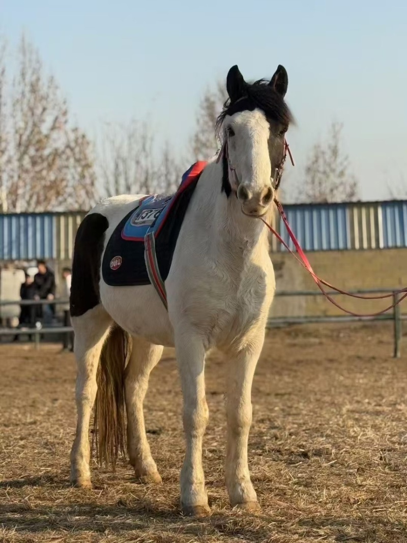 熊猫骟马身高一米五八，喜欢说话