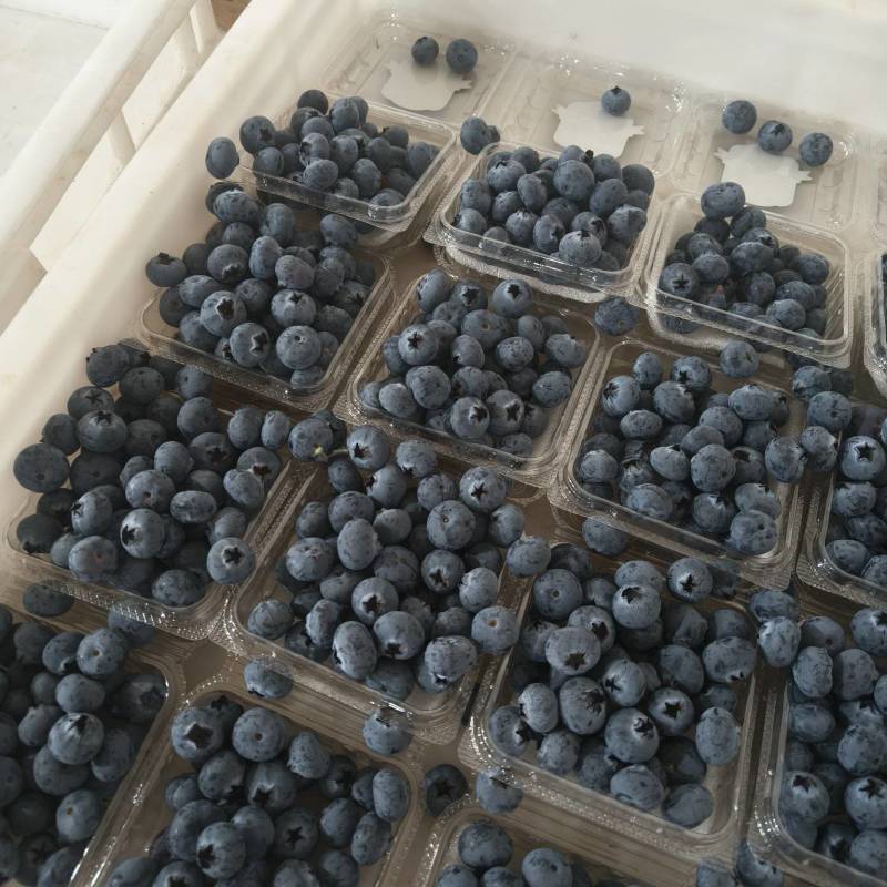 云南蓝莓一件代发，电商团购