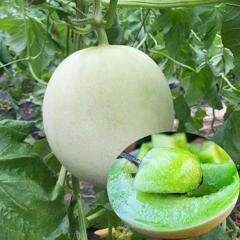 碧玉正圆型玉姑甜瓜种子高端玉菇白皮绿肉冰淇淋软糯香甜蜜瓜