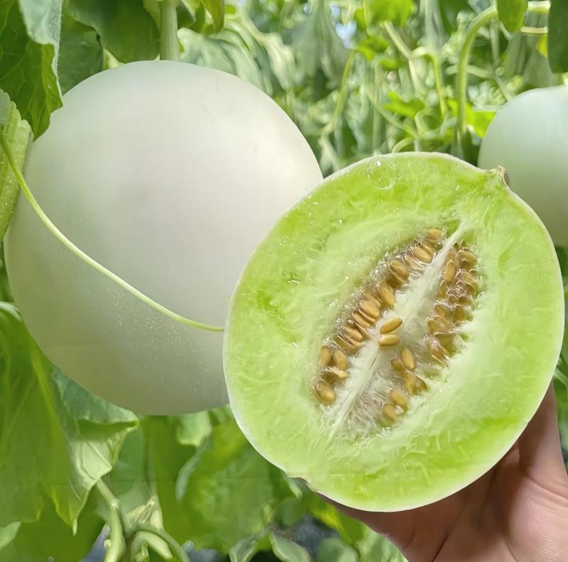 碧玉正圆型玉姑甜瓜种子高端玉菇白皮绿肉冰淇淋软糯香甜蜜瓜