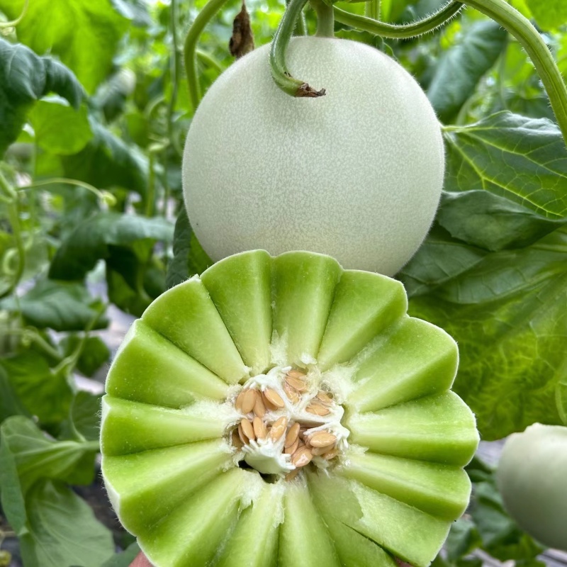 碧玉正圆型玉姑甜瓜种子高端玉菇白皮绿肉冰淇淋软糯香甜蜜瓜