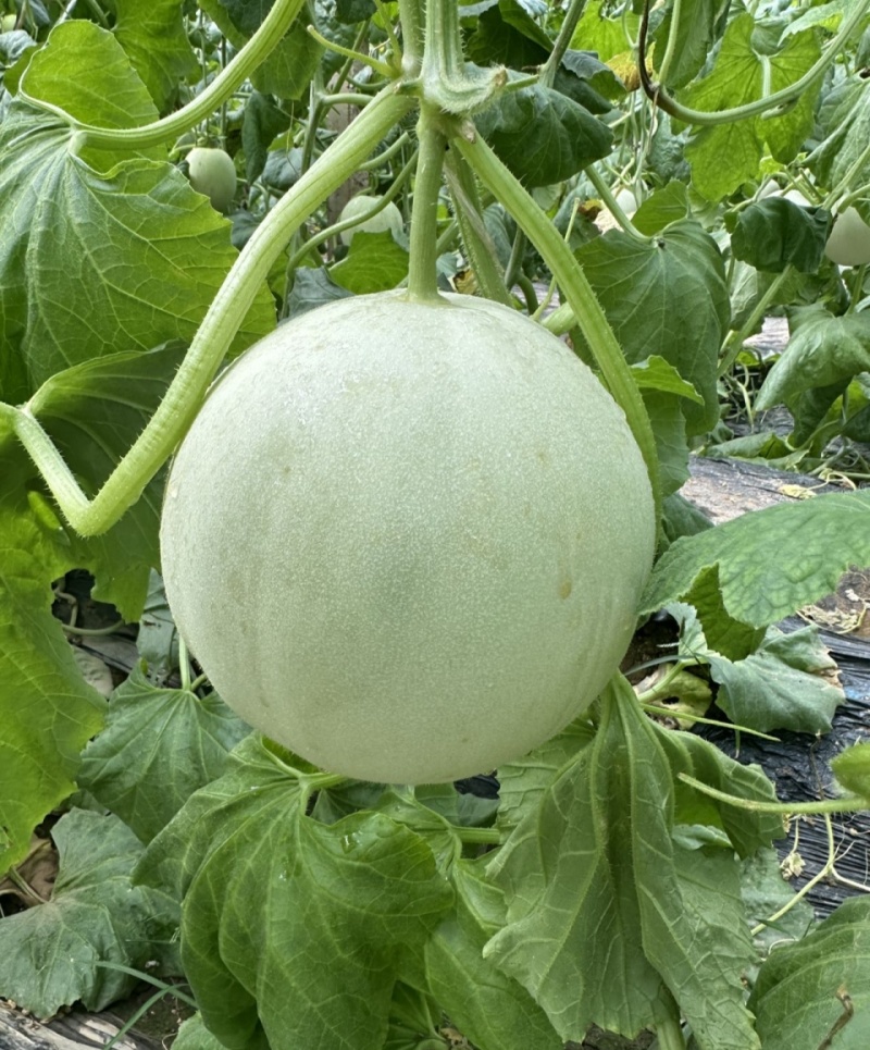 碧玉正圆型玉姑甜瓜种子高端玉菇白皮绿肉冰淇淋软糯香甜蜜瓜