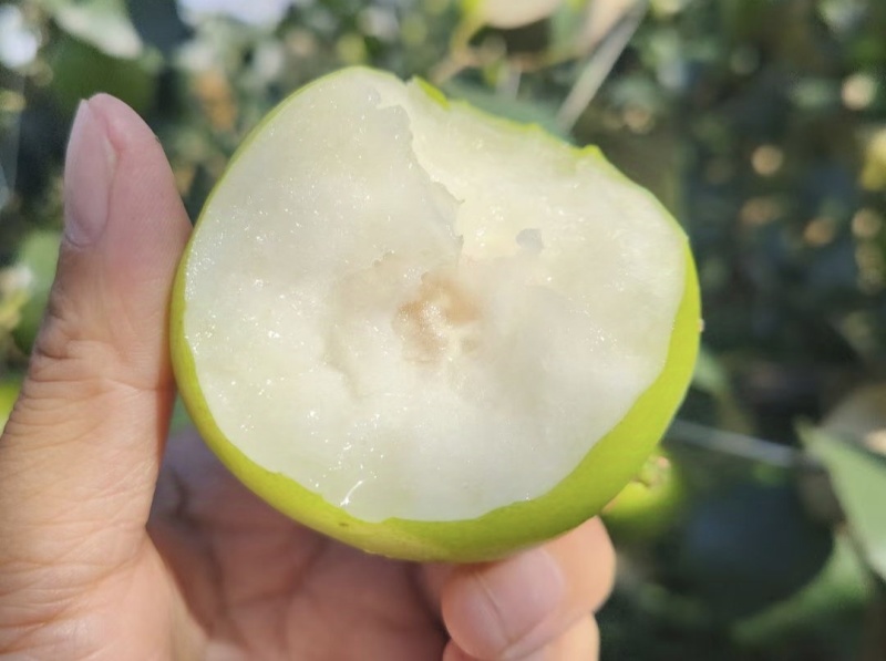 苹果枣，西双版纳11号品种，支持大批量发货，一件代发社区