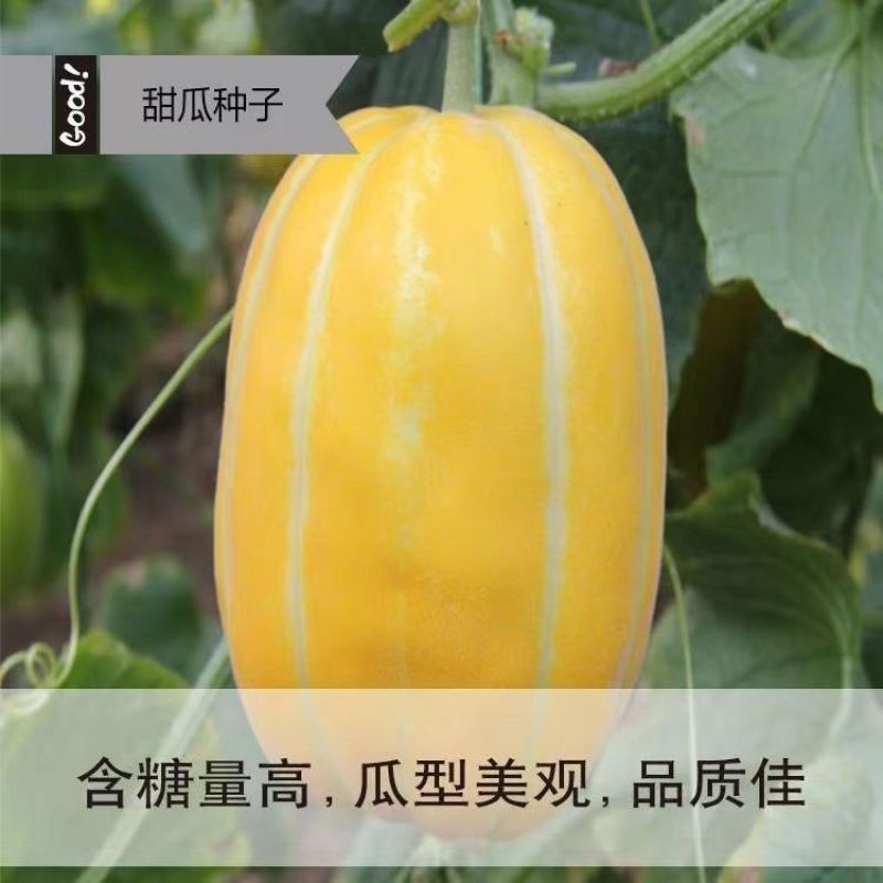 麒麟皇后黄皮甜瓜种子高糖甜脆大果早熟高产商品性佳