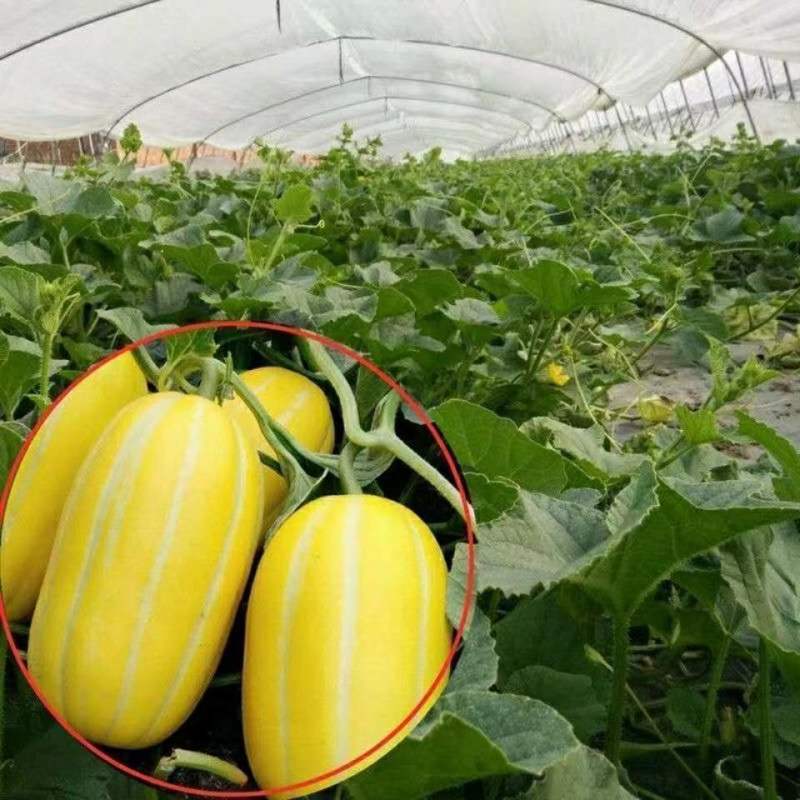 麒麟皇后黄皮甜瓜种子高糖甜脆大果早熟高产商品性佳