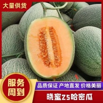 【晓蜜】哈密瓜—晓蜜25号—大量有货—产地直供—保质保量