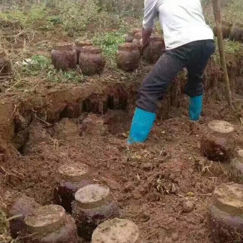 大米地窖酒三到八年地窖
