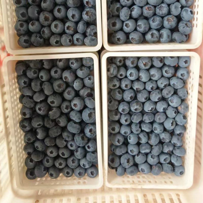 各种蓝莓大量上市大量有货现摘现发产地直发