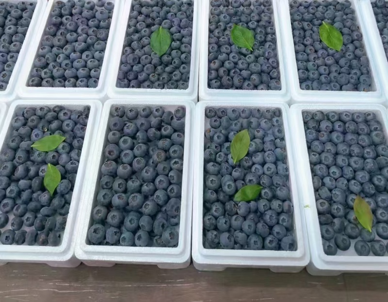 各种蓝莓大量上市大量有货现摘现发产地直发