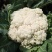 陕西汉中精品实花，紧花，乳白花，质量好，颜色好，个头大，