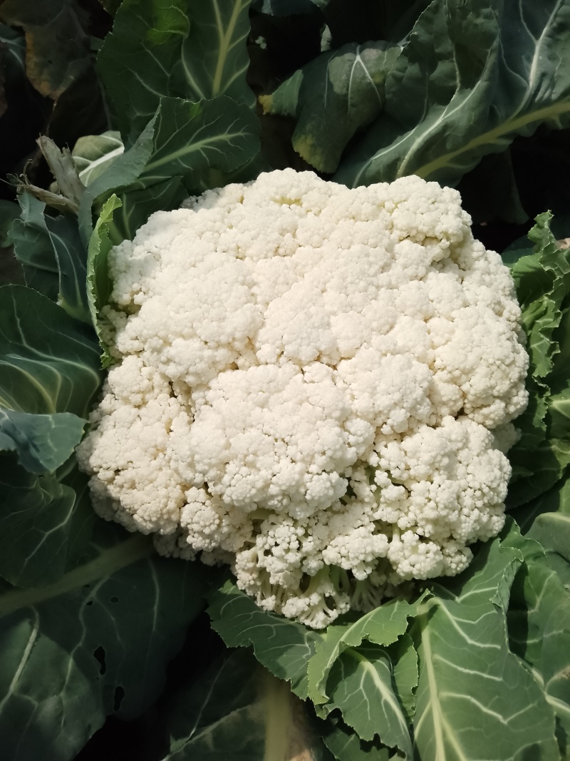陕西汉中精品实花，紧花，乳白花，质量好，颜色好，个头大，