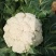 陕西汉中精品实花，紧花，乳白花，质量好，颜色好，个头大，
