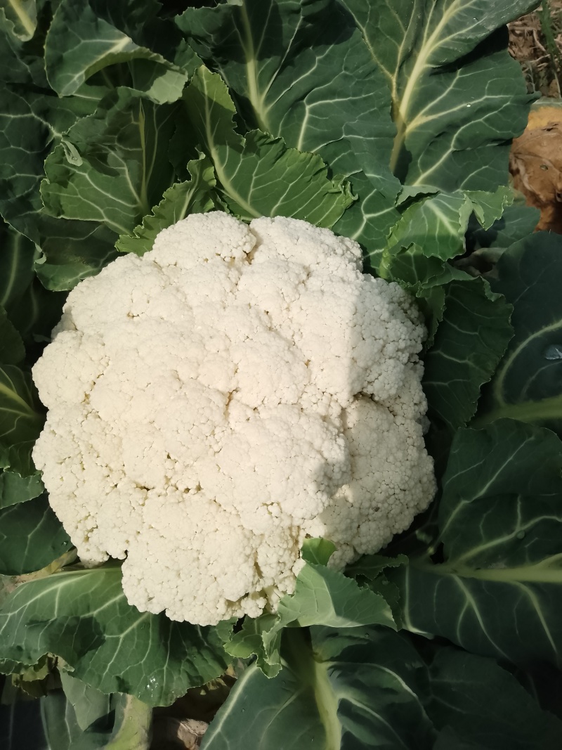 陕西汉中精品实花，紧花，乳白花，质量好，颜色好，个头大，
