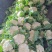 陕西汉中精品有机花，散花，个头大，颜色好，质量好，