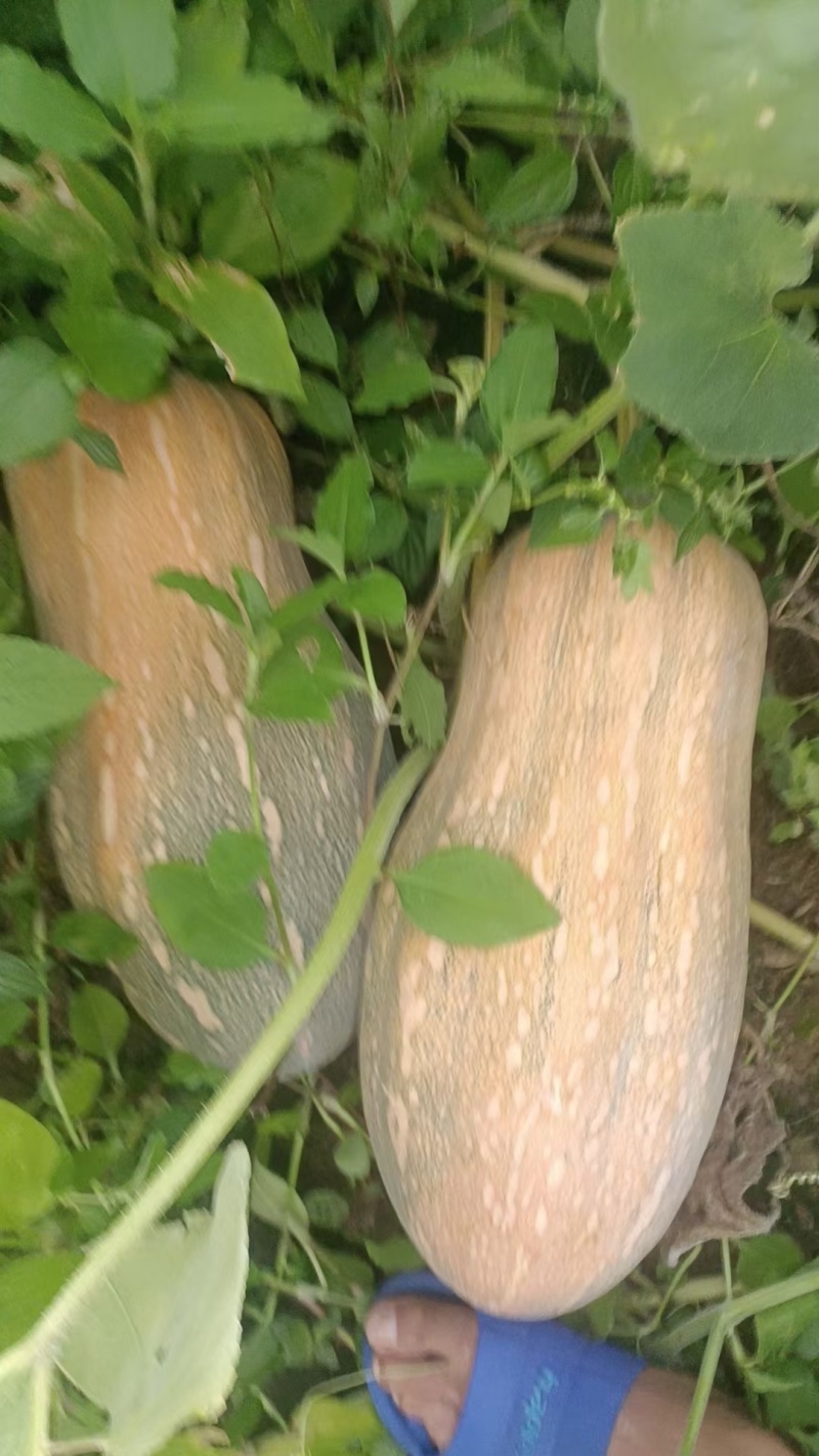 南瓜种子比蜜甜香甜粉面蜜本南瓜座果力强产量高瓜靓