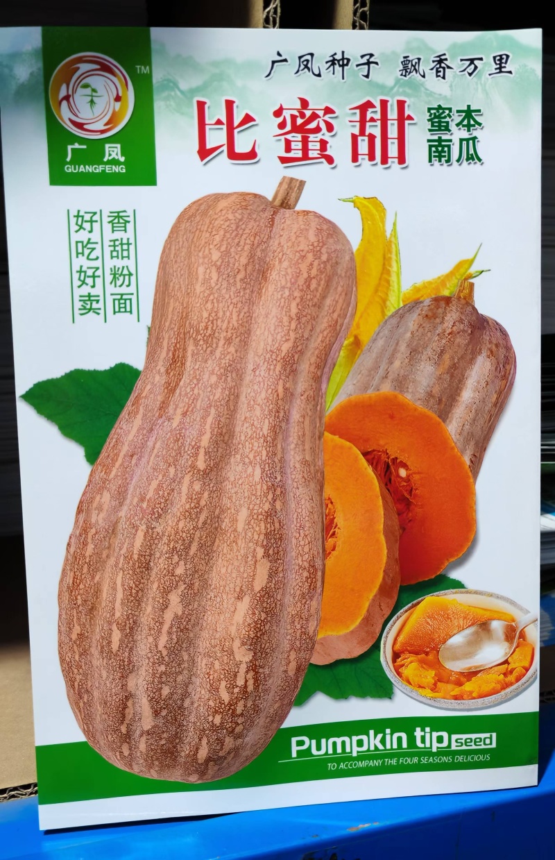 南瓜种子比蜜甜香甜粉面蜜本南瓜座果力强产量高瓜靓