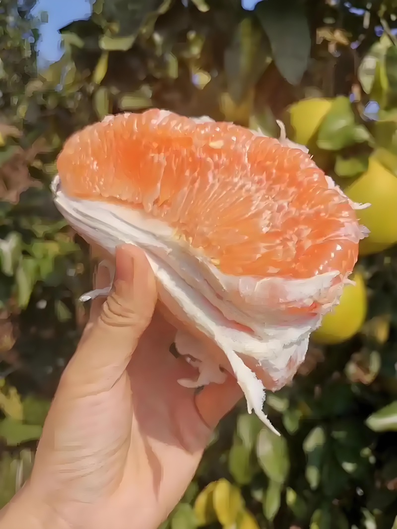 黄金密柚，环境优美空气清新，山泉水灌溉，有机肥施用