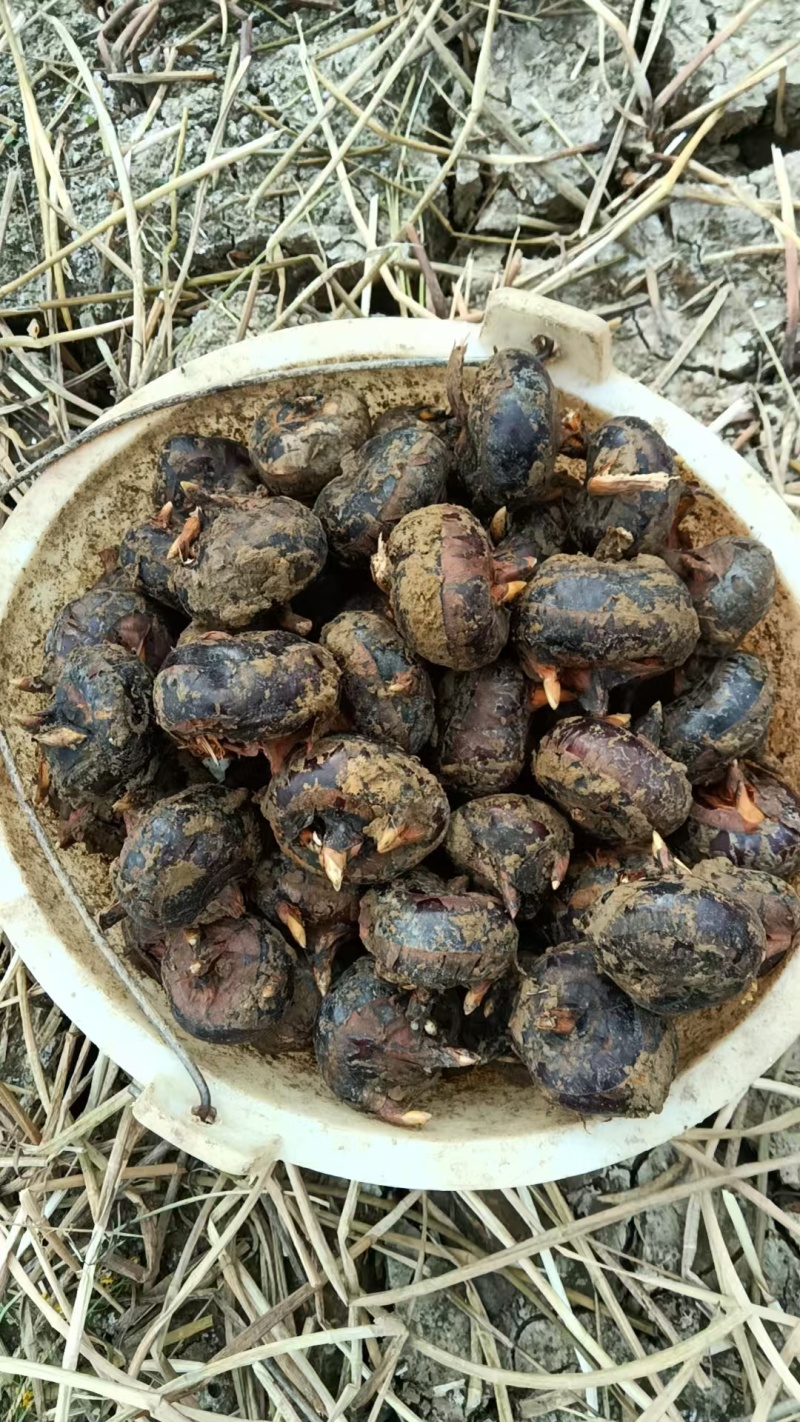 云南文山荸荠，口感**，欢迎大家光临品尝