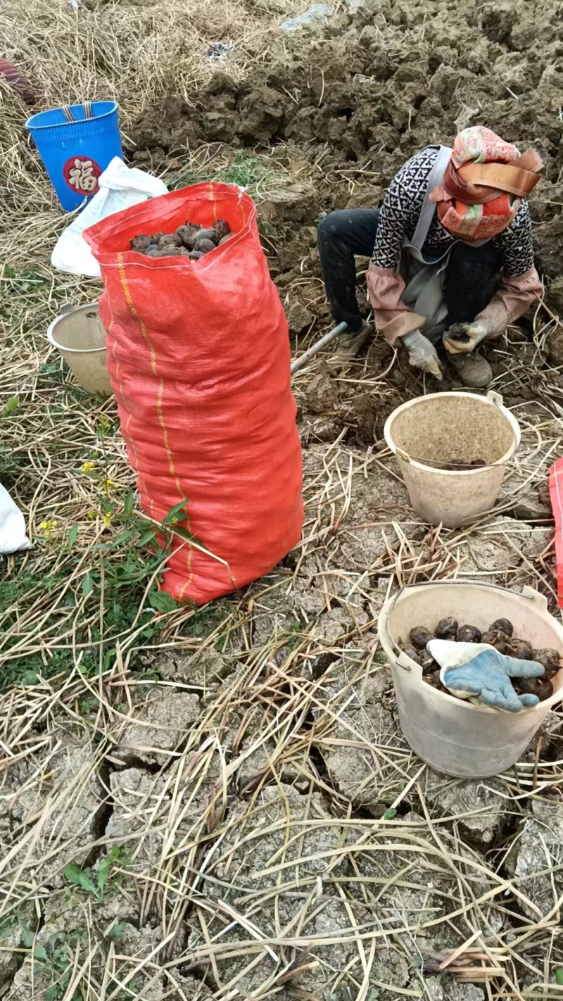 云南文山荸荠，口感**，欢迎大家光临品尝