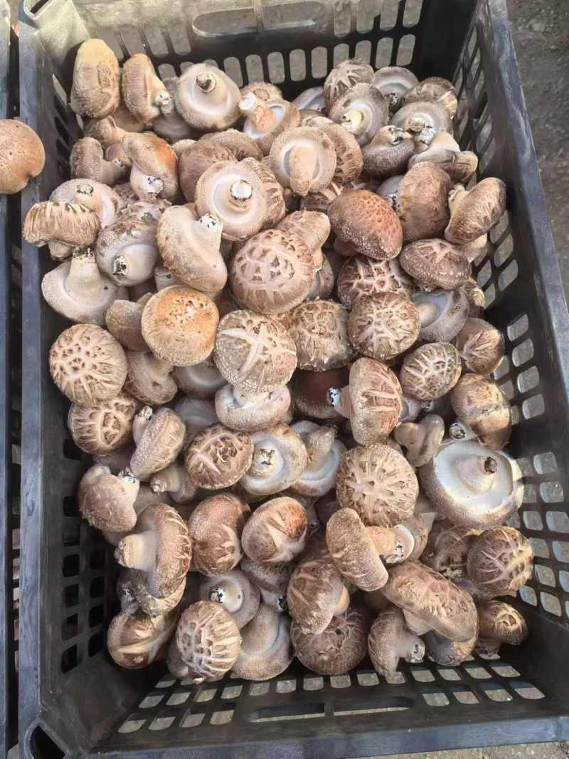 鲜香菇产地直销欢迎老板前来联系