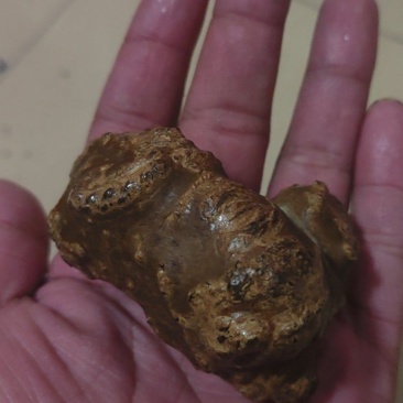 羊结石