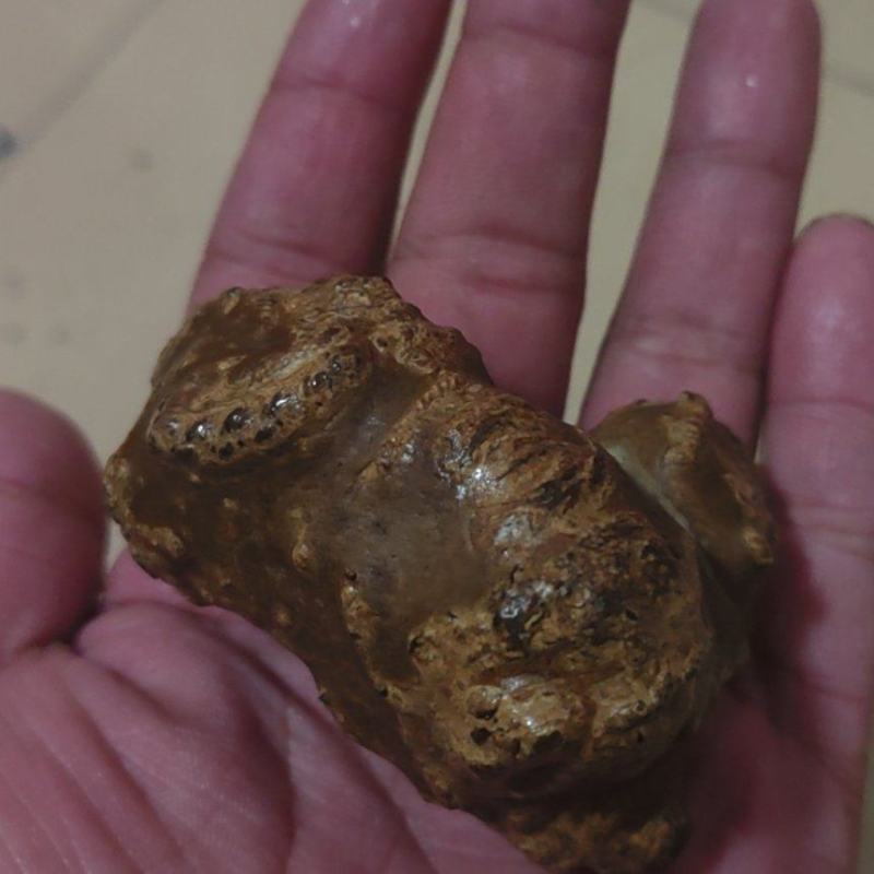 羊结石