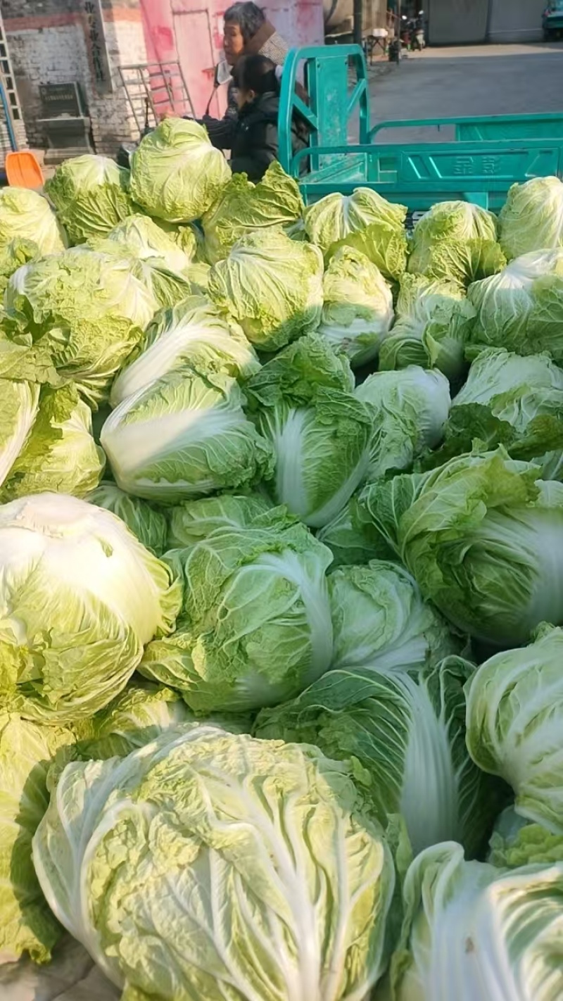 新乡小包、东京868、鸡腿白菜、秦白2号大量供应