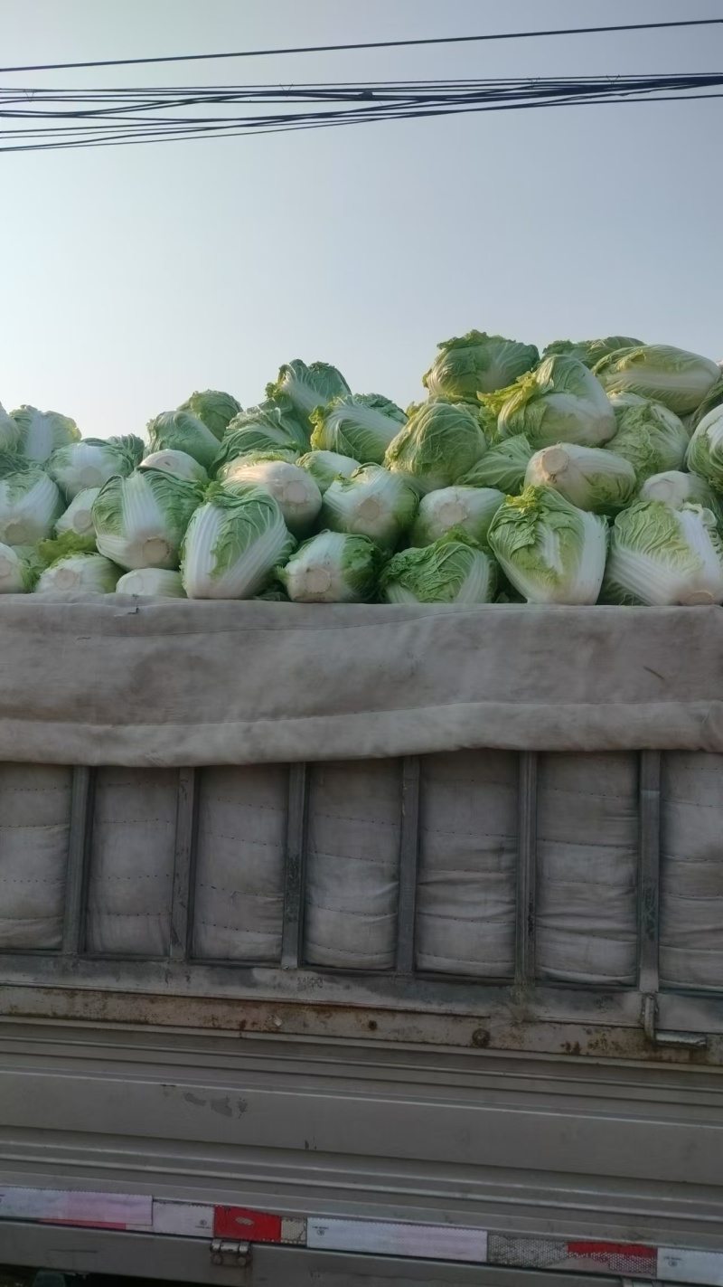 新乡小包、东京868、鸡腿白菜、秦白2号大量供应
