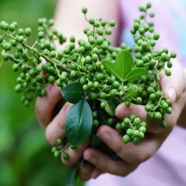 新品花椒树苗大红袍花椒苗藤椒花椒树苗四季种植可食用正宗花