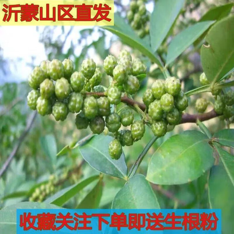 新品花椒树苗大红袍花椒苗藤椒花椒树苗四季种植可食用正宗花